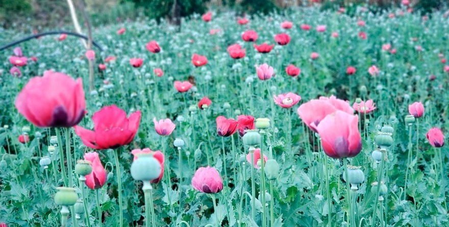 PASAN DE SEMBRANDO VIDA… A SEMBRANDO AMAPOLA