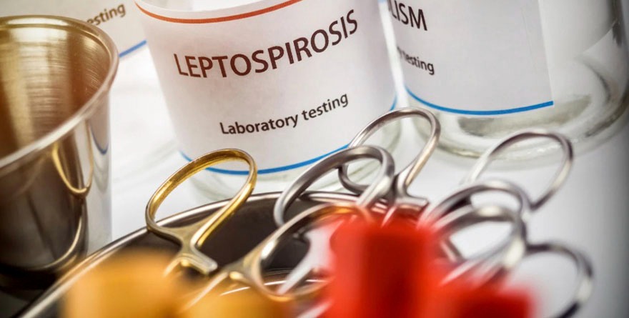 EVITA COMPLICACIONES POR LEPTOSPIROSIS