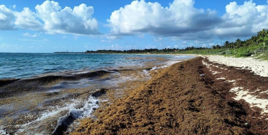 AVANZAN TONELADAS DE SARGAZO A QUINTANA ROO