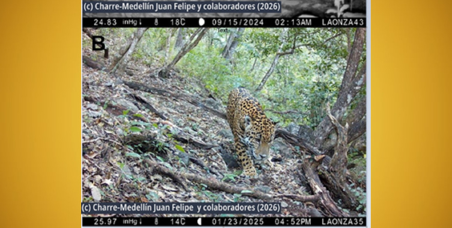 HISTÓRICO HALLAZGO DE JAGUAR EN SIERRA GORDA