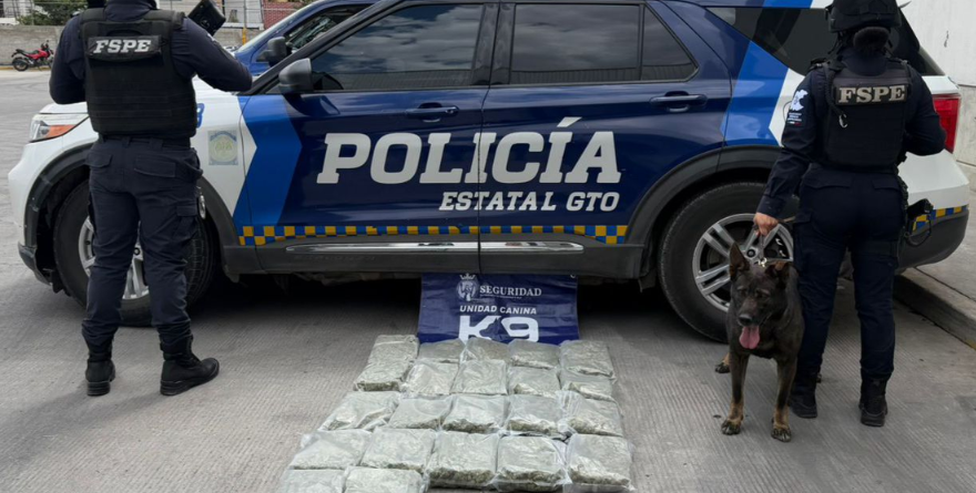 UNIDAD CANINA DETECTA MARIHUANA EN LEÓN E IRAPUATO