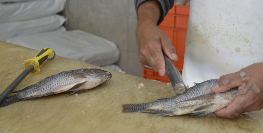 VIGILANCIA SANITARIA: REVISAN CALIDAD DE PESCADO Y AGUA EN ALBERCAS