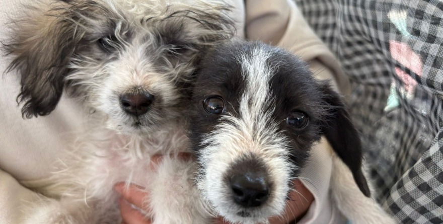PUEBLA PROMUEVE EL CUIDADO RESPONSABLE DE MASCOTAS