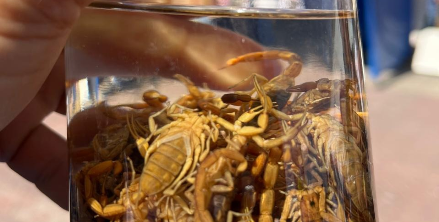 TEMPORADA DE CALOR DISPARA ATAQUES DE ALACRÁN EN EL ESTADO