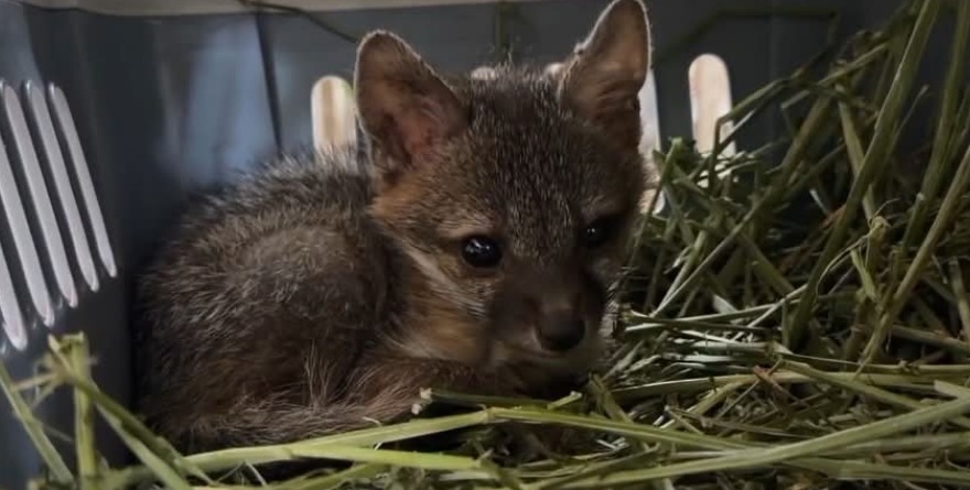 ESPERAN SALVAR 80% DE ANIMALES RESCATADOS EN ‘EL BARATILLO’