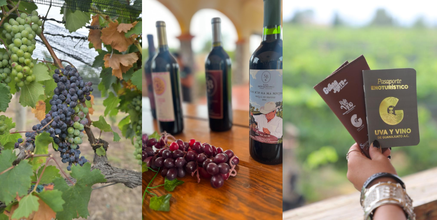 ÉXITO TOTAL EN LA SEMANA DEL VINO DE GUANAJUATO