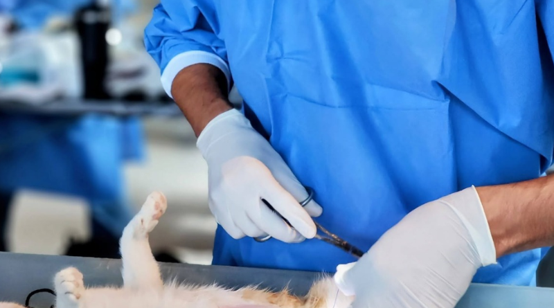 ESTERILIZA A TU MASCOTA: CAMPAÑA GRATUITA EN CELAYA