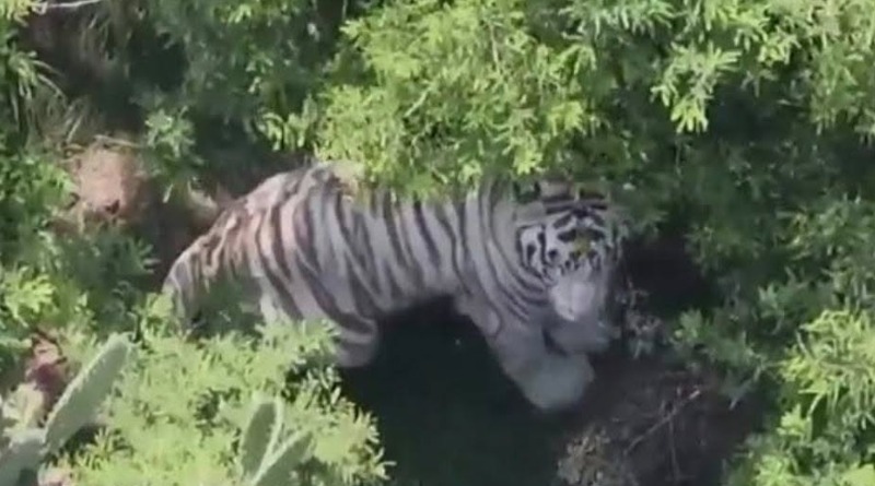ALCANZA TIGRE MÁS DE 60 HORAS SUELTO