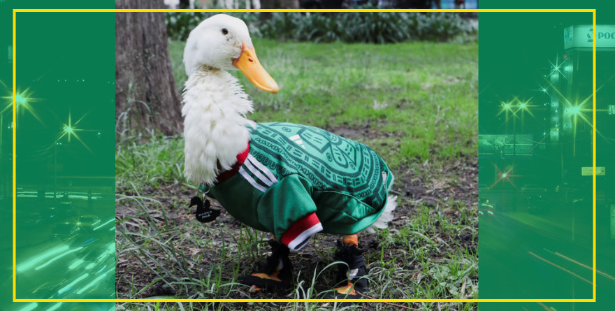 ¡CRUELDAD ABSOLUTA! ROBO DE ZAPATITOS Y EXPLOTACIÓN LEGAL DE LA IMAGEN DEL PATO MERLÍN