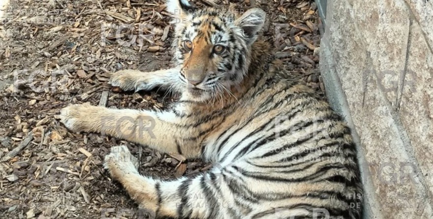 LOCALIZAN TIGRE Y MÁS ANIMALES EN CASA DE ZAPOPAN