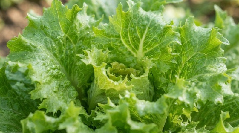 CONTINÚAN LAS SOSPECHAS SOBRE LA LECHUGA MEXICANA