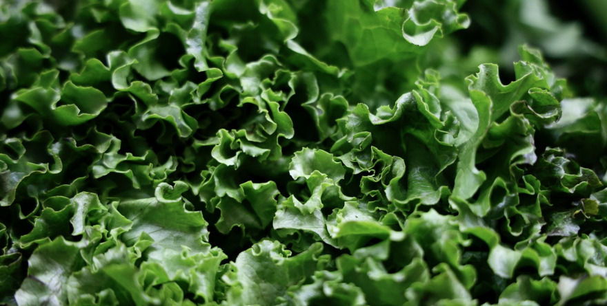 LECHUGA BAJO ESTUDIO EPIDEMIOLÓGICO POR PARTE DE LA SSA EN EU