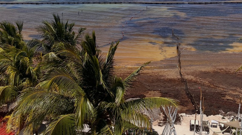 MAHAHUAL, QR PIERDE HOTEL QUE CIERRA POR CRISIS DE SARGAZO