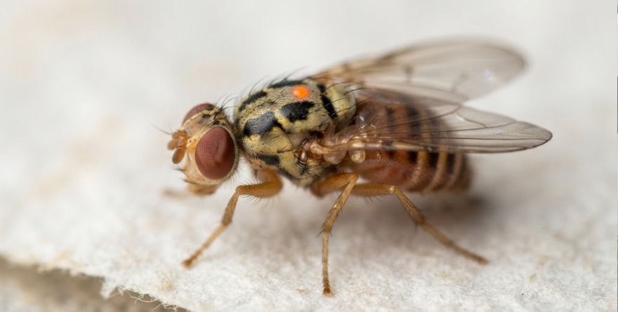 MÉXICO VALORA GENERAR NUEVA MOSCA CONTRA BARRENADOR