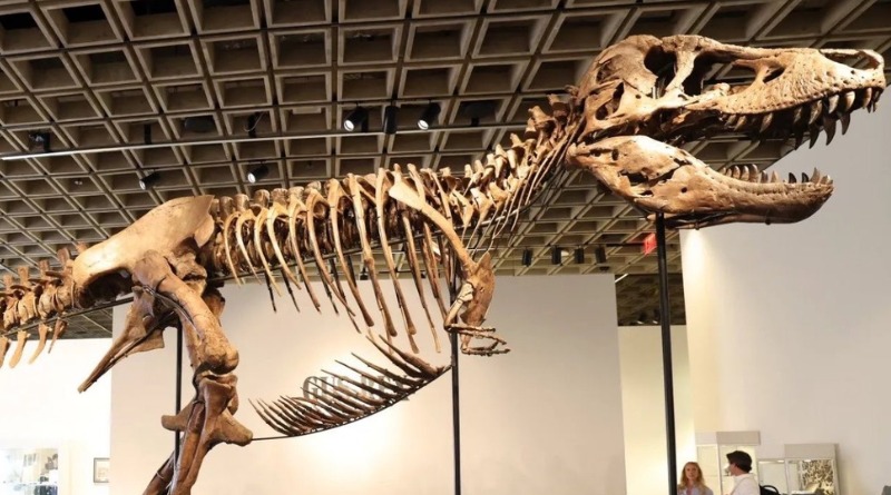 NUEVO RÉCORD ALCANZADO POR FÓSIL DEL TIRANOSAURIO ‘GUS’ EN SUBASTA
