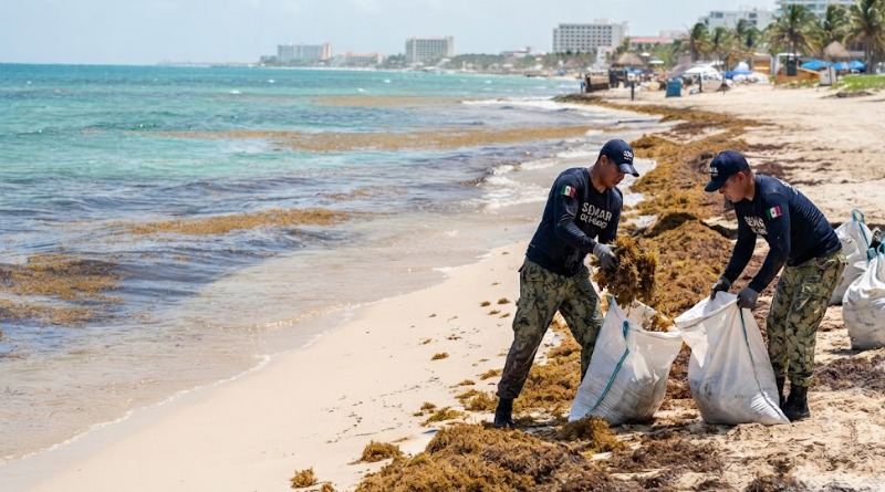 OPERATIVO DE SEMAR RETIRA CASI 80 MIL TONELADAS DE SARGAZO CARIBEÑO