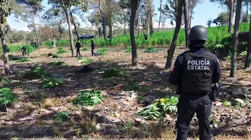 OPERATIVO DESCUBRE PREDIO CON 42 MIL PLANTAS DE MARIGUANA