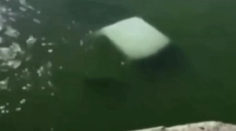 4 MARINOS MUEREN AL CAER SU CAMIONETA AL RÍO EN TAMAULIPAS