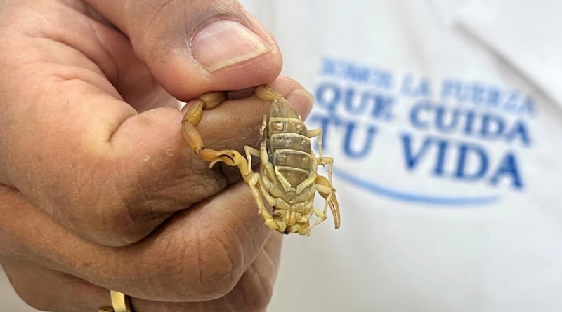 ALACRANES EN GUANAJUATO: 37 MIL ATENCIONES MÉDICAS