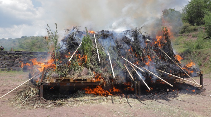 DESTRUYEN MÁS DE 2 TONELADAS DE CANNABIS EN ROMITA