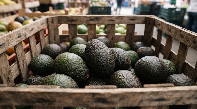EU PARALIZA ‘AVOCADOS FROM MEXICO’ POR ONDA DE VIOLENCIA