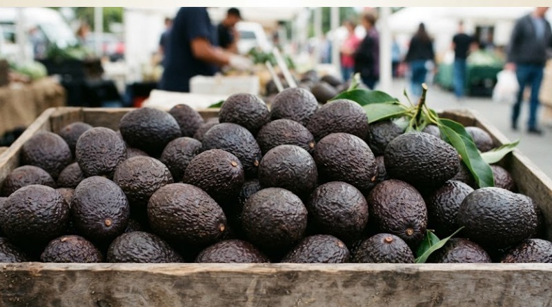 EU RETOMA DE MANERA PARCIAL INSPECCIONES AGUACATERAS