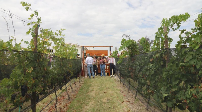 VENDIMIAS GUANAJUATO: EL ARTE DE VIVIR EL VINO