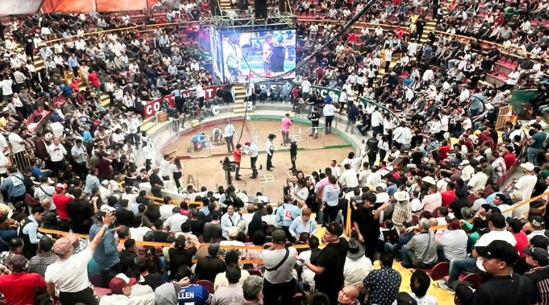 PELEAS DE GALLOS QUE PROMUEVE Y HERMANO