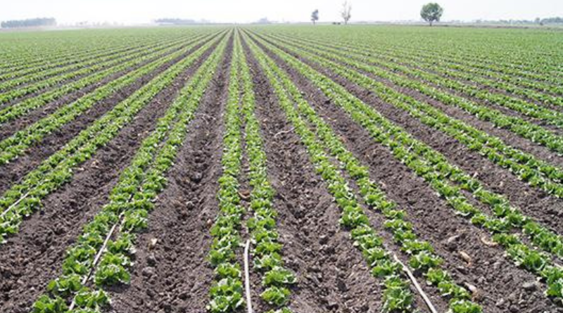 GUANAJUATO FORTALECE ACCIONES DE INOCUIDAD EN EL CAMPO 