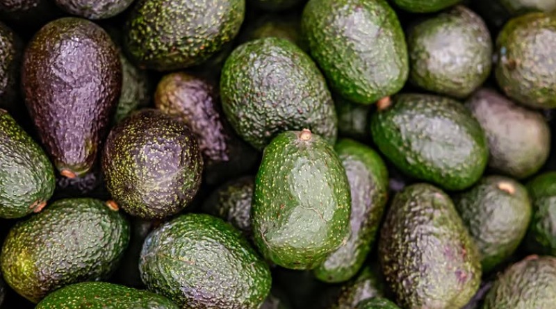 PROHÍBE GOBIERNO INTERMEDIARIOS EN AGUACATE